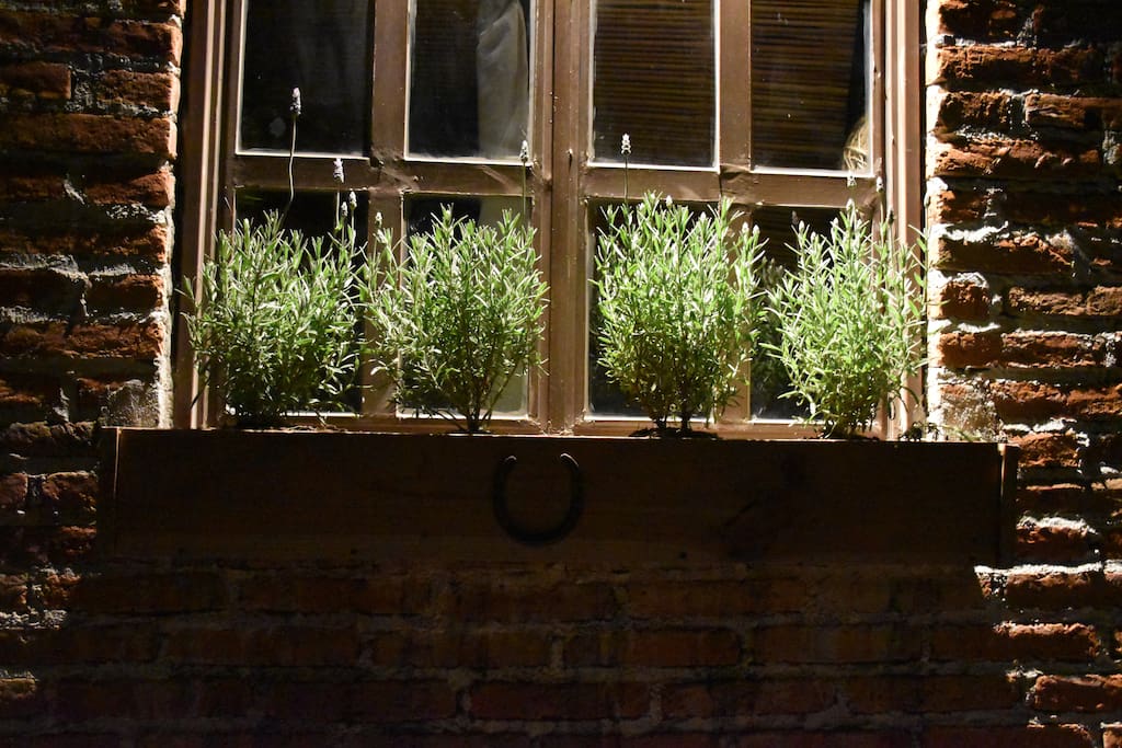 Your window with fresh lavender