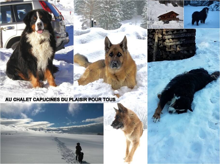 Les chiens sont accueillis avec plaisir