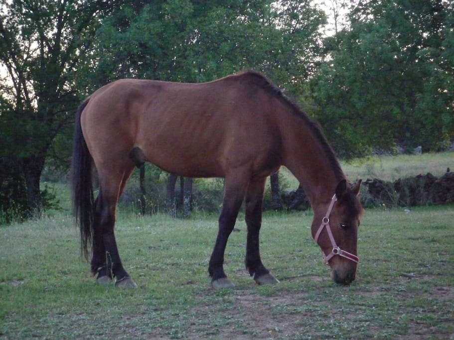Horse view from the residential area, there are riding schools nearby
