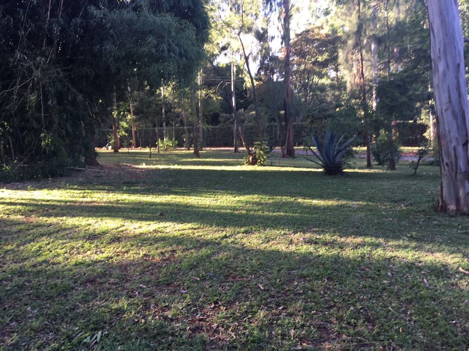 The garden
