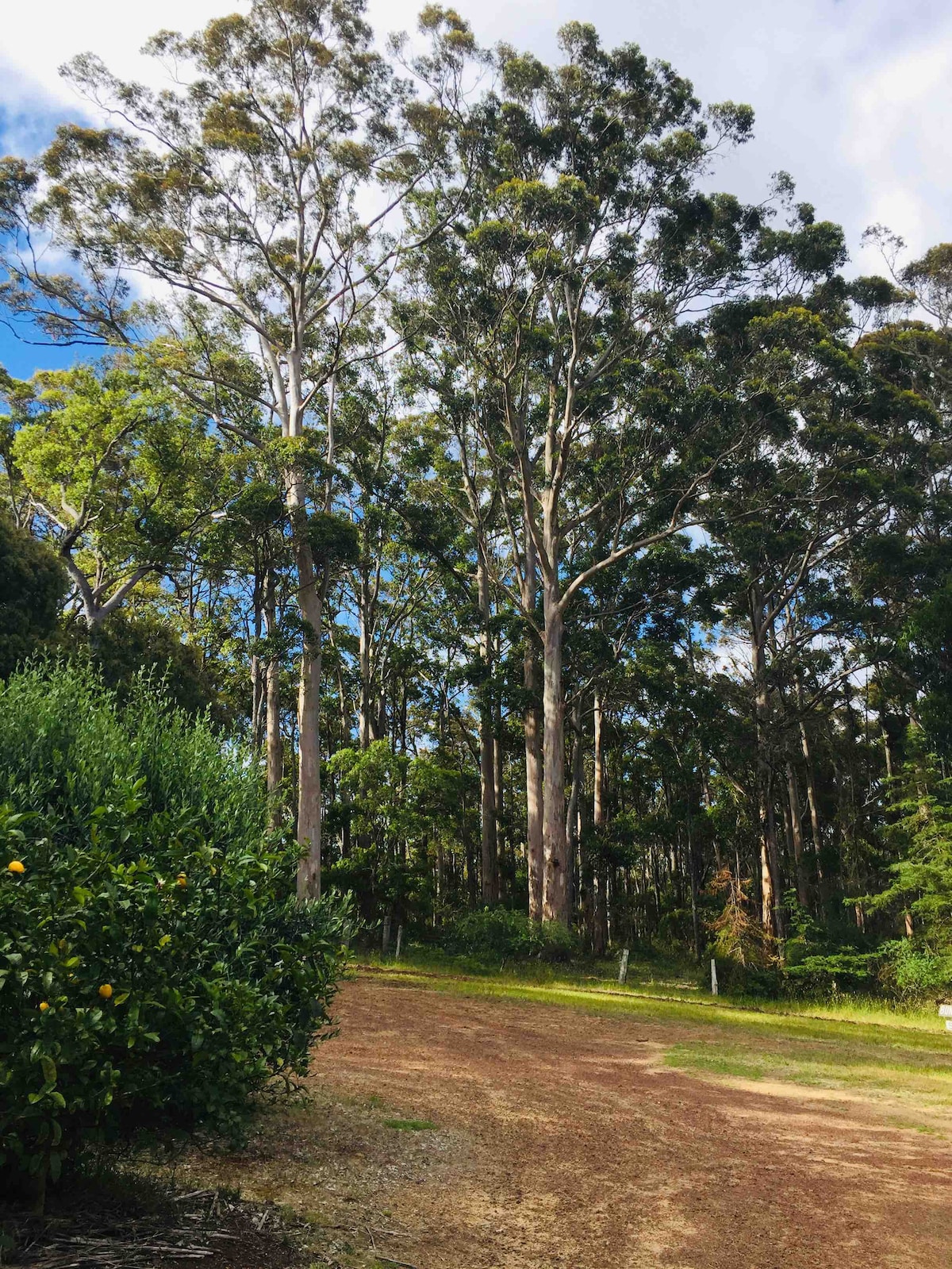 Tall eucalyptus trees rise majestically in a natural setting, surrounded by greenery. A dirt pathway leads towards the forest, blending with the earthy tones of the ground. Sunlight filters through the leaves, creating a serene atmosphere that invites exploration.