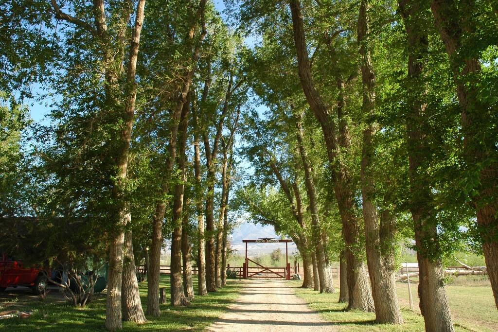 Tree lined driveway