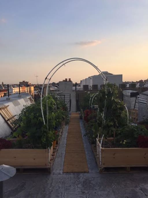 Community Garden on roof.