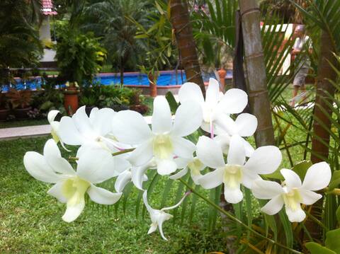 Quiet green space, 15 mins drive to Kata Beach (7)