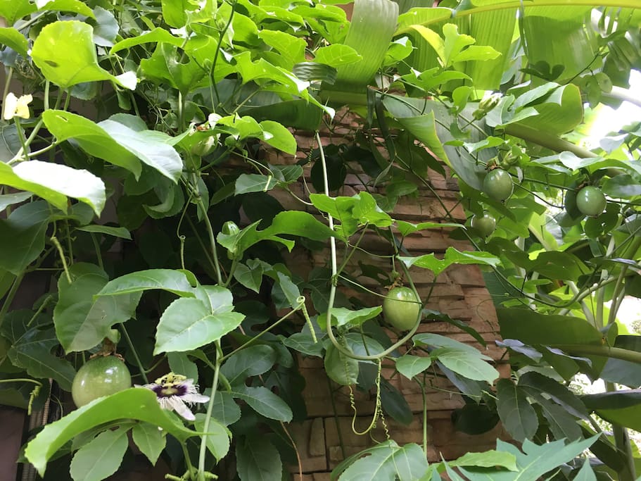 院子里种的果树-百香果