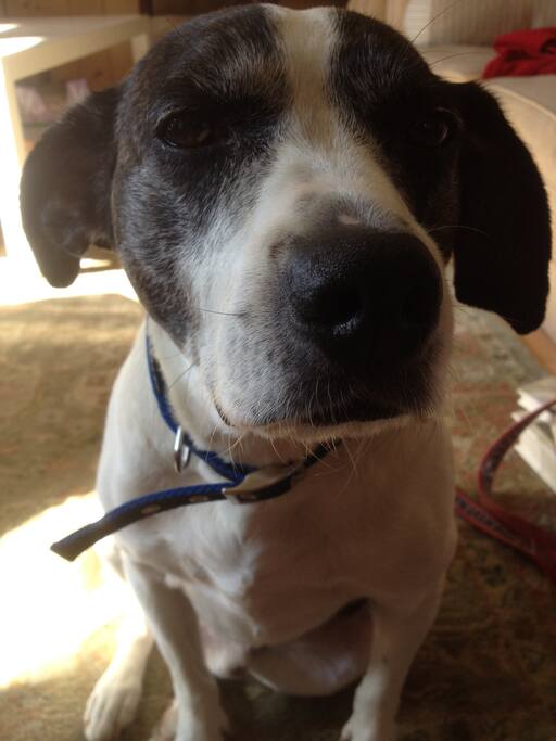 Resident dog...