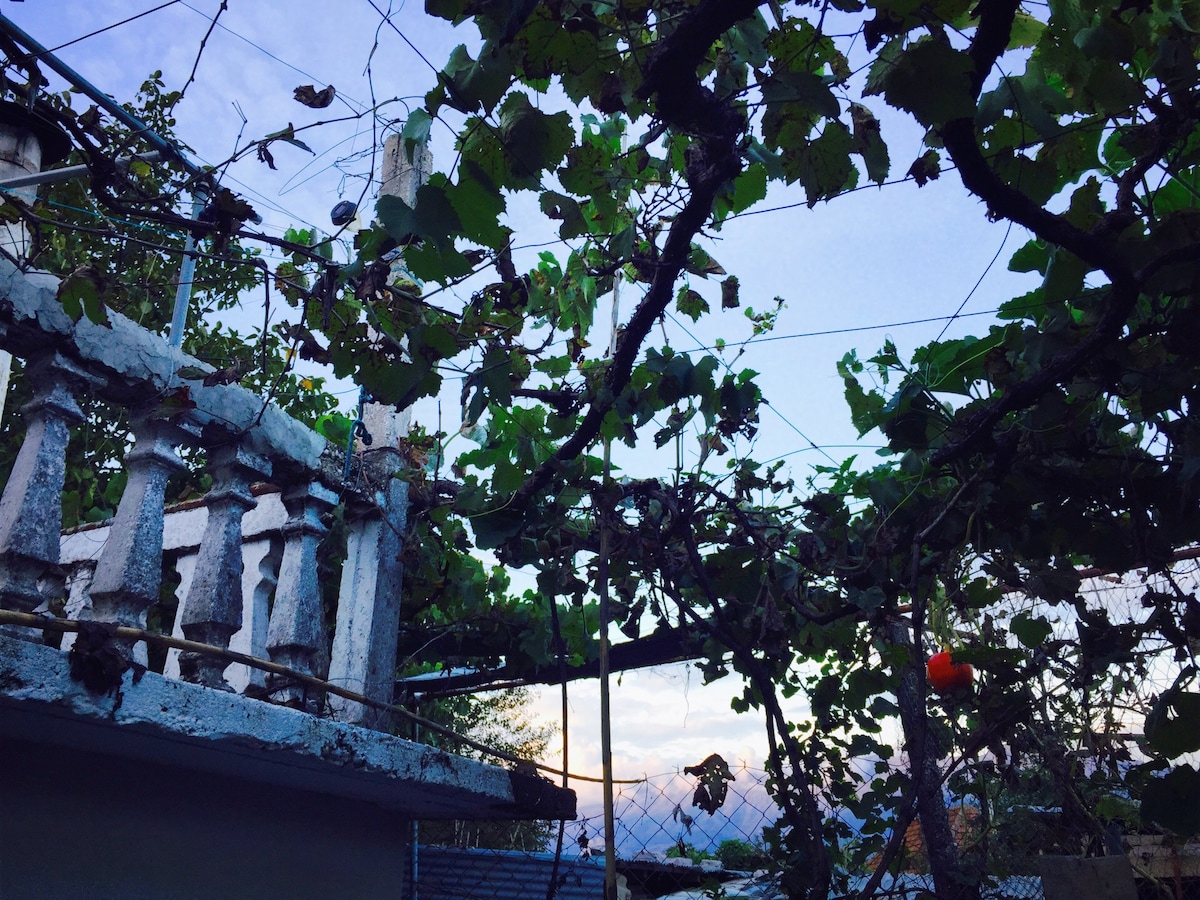 A canopy of grapevines stretches across the scene, with leaves gently swaying against a backdrop of soft evening light. A rustic balcony railing is visible below, adding to the charm of the outdoor space.