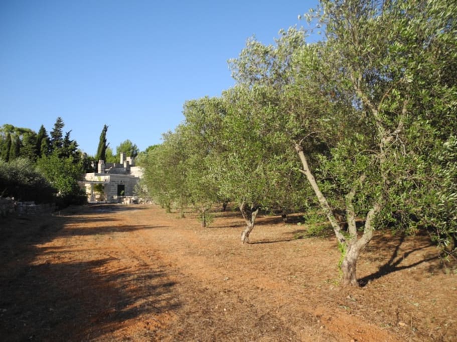 Il Palmento - countryside - Giuliano del Capo - Salento