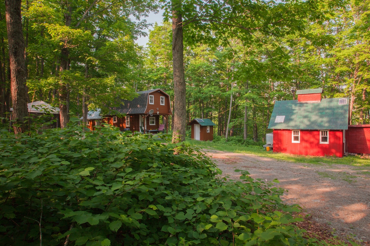A tranquil forest setting features a charming red cabin alongside a larger, multi-level wooden building, both surrounded by lush green trees. A gravel path leads through dense foliage to the structures, inviting guests to explore the natural surroundings.