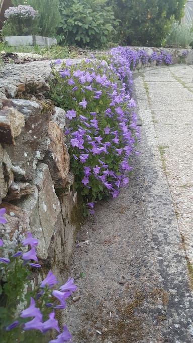 Terrasse fleurie
