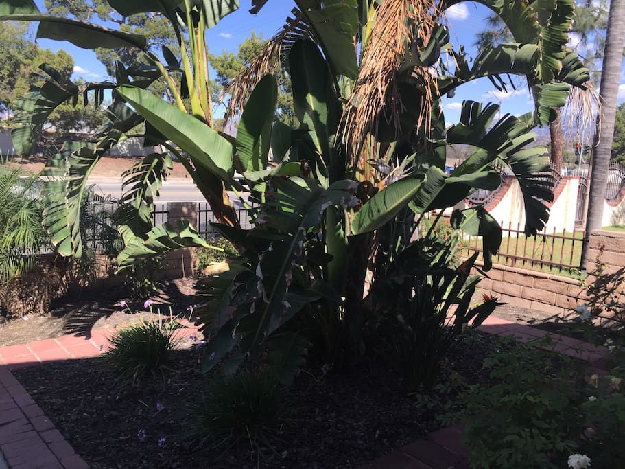 Front Garden