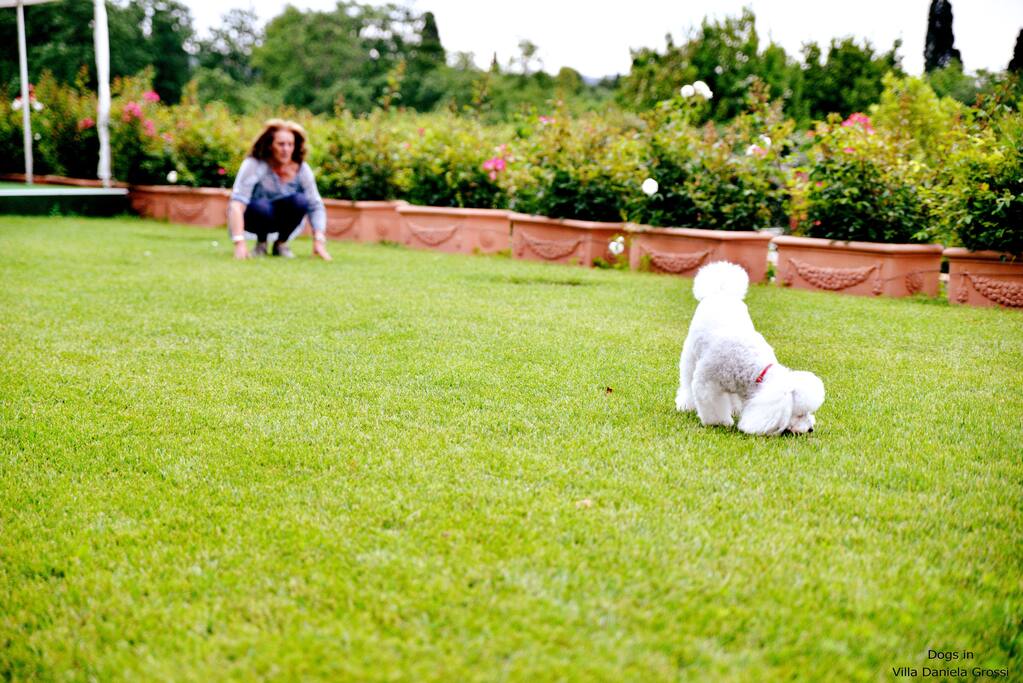 pet friendly environment