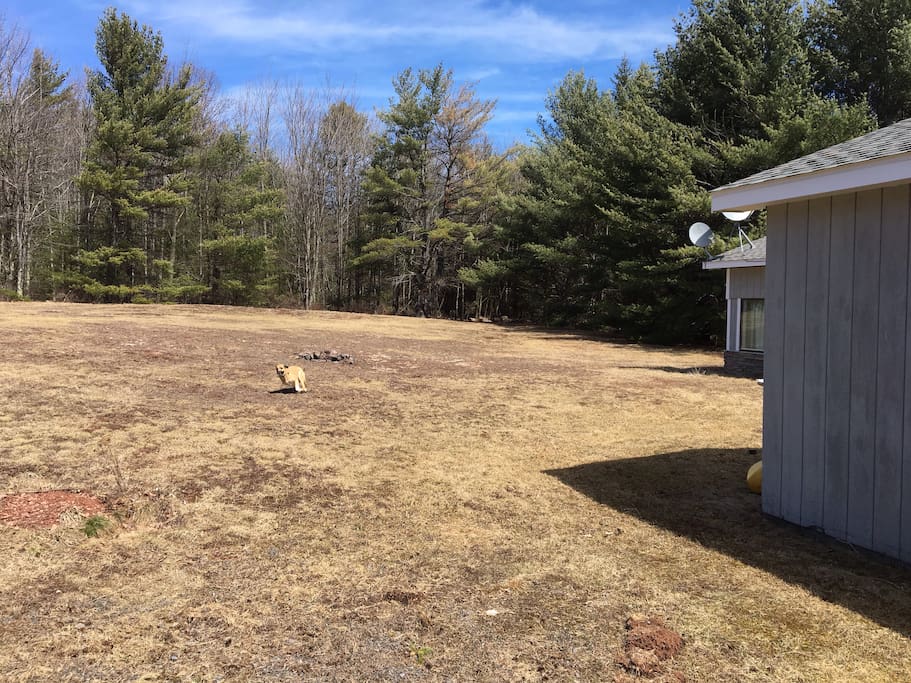 Huge 1 acre field - plus 4 more acres of woods behind house! (Dog belongs to a friend; I do not have pets.)