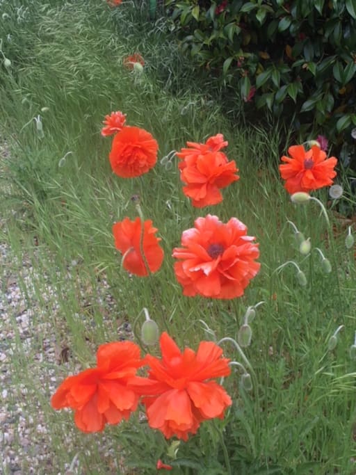 The Poppies bloom in May.....