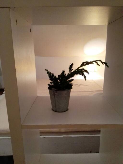 a plant of some sort