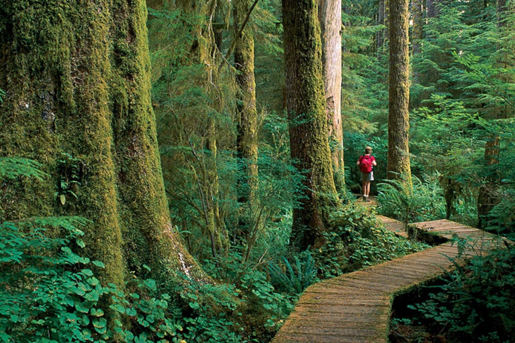 Hiking In Old Growth Forest