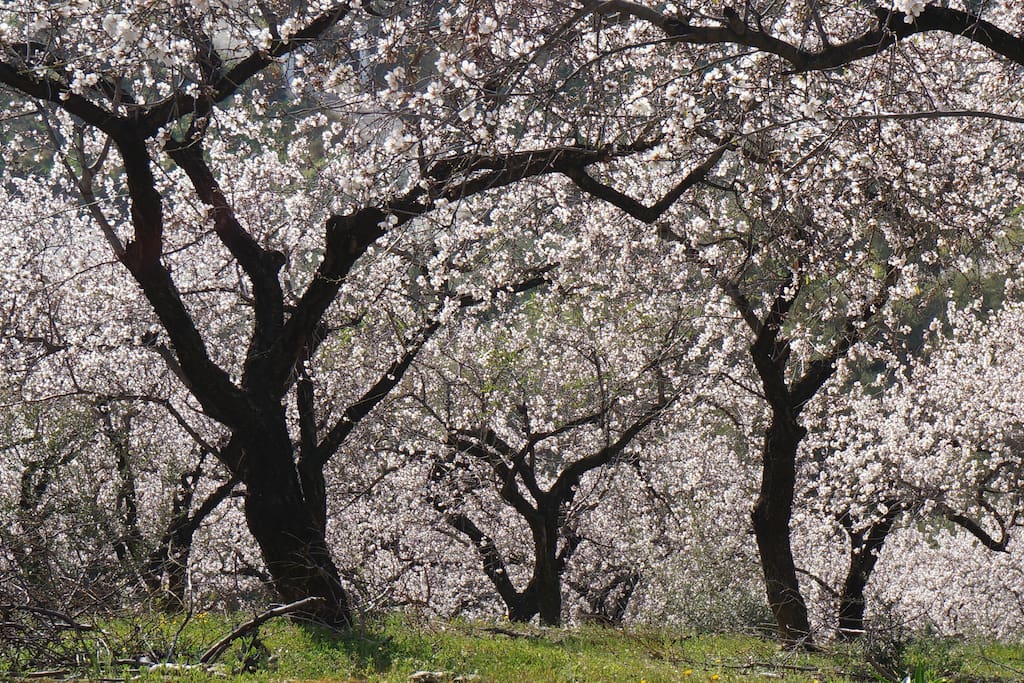 Almond Blossom next to house