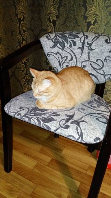 Cat - his name is Lucky