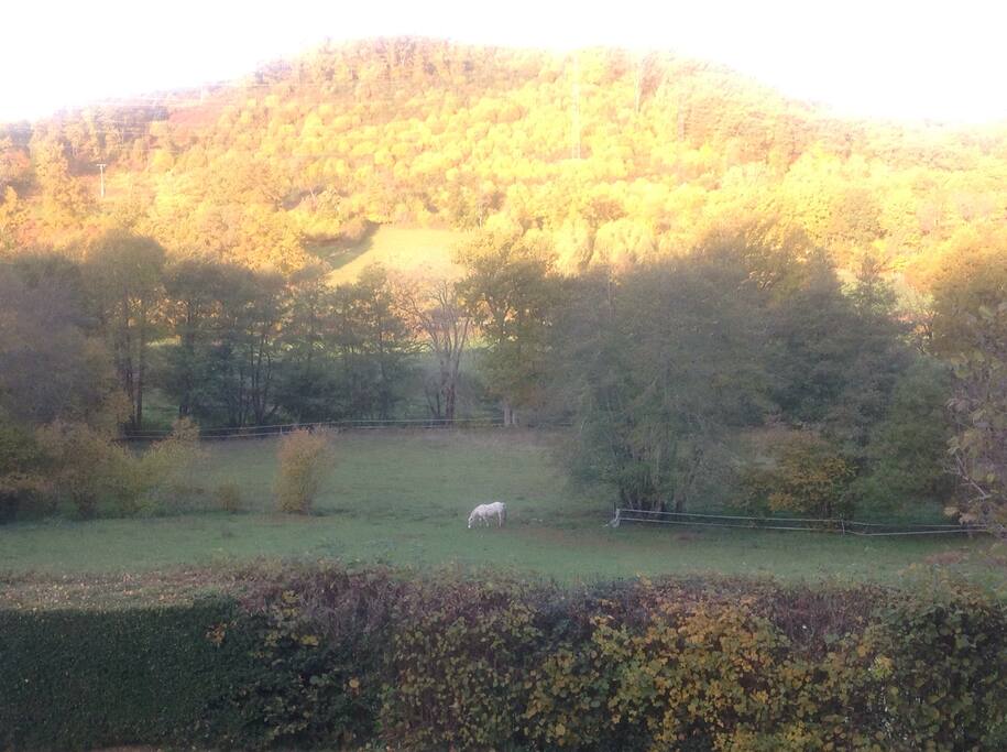 La vue à l'automne sans aucuns vis à vis (seulement les animaux)!