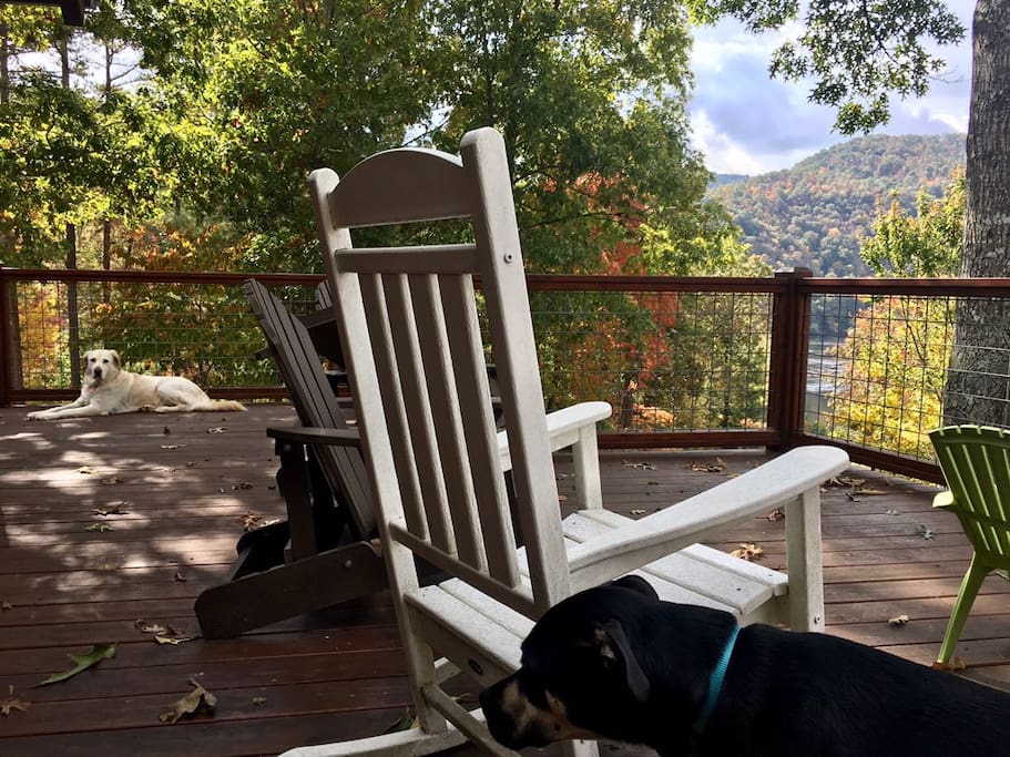 Dogs love the view from the deck