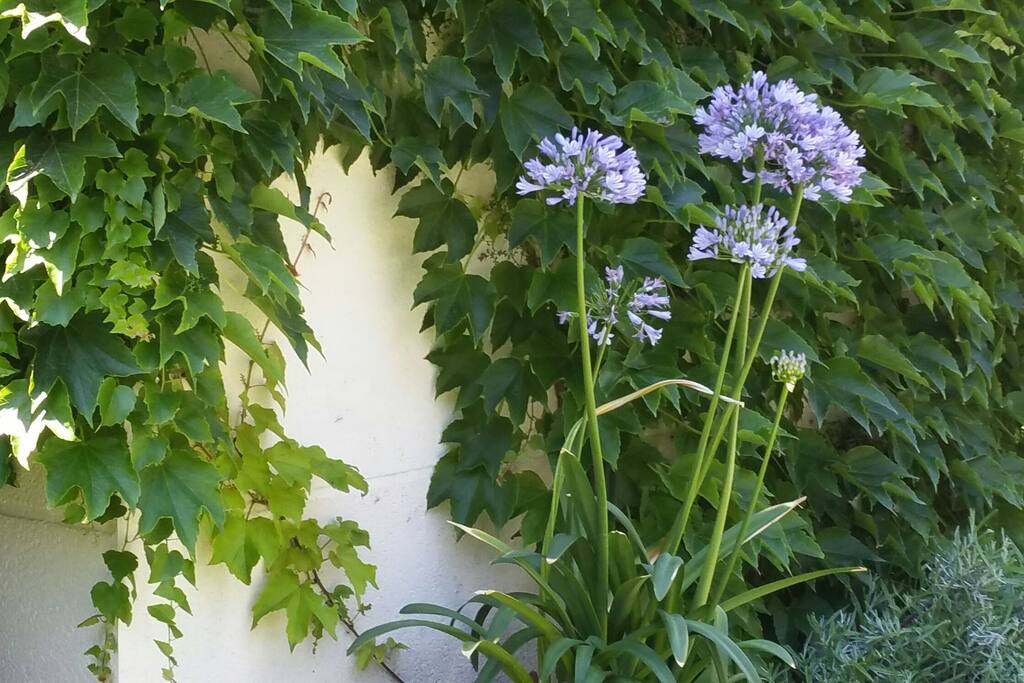 jardin