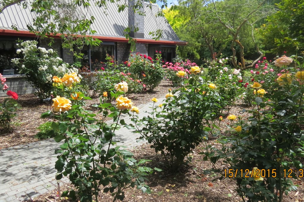 Rose garden