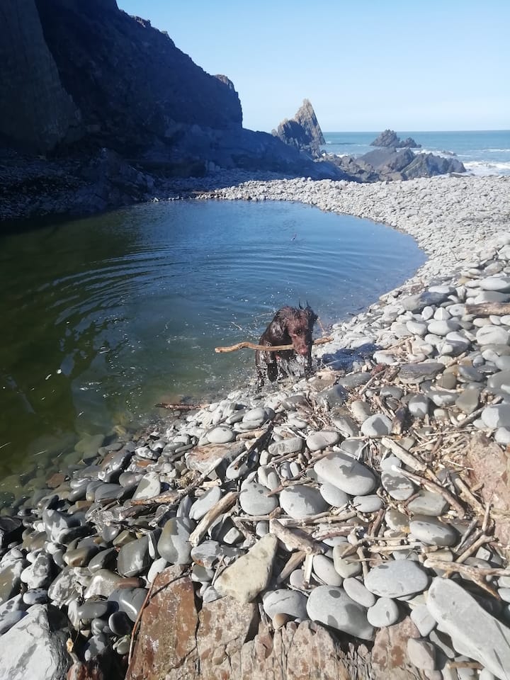Dog friendly Blackpool Beach neighbouring Hartland Quay