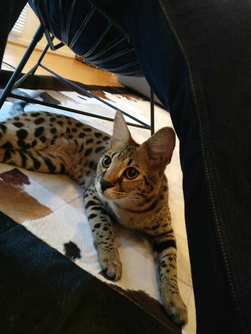 Daytona kitty! Don't let him out of the house, please! He is very friendly and loves guests!
