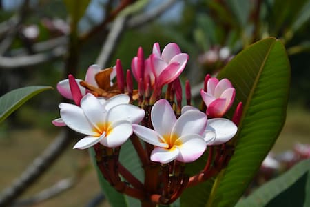 Bodhidharma Garden, yellow house, Auroville Beach