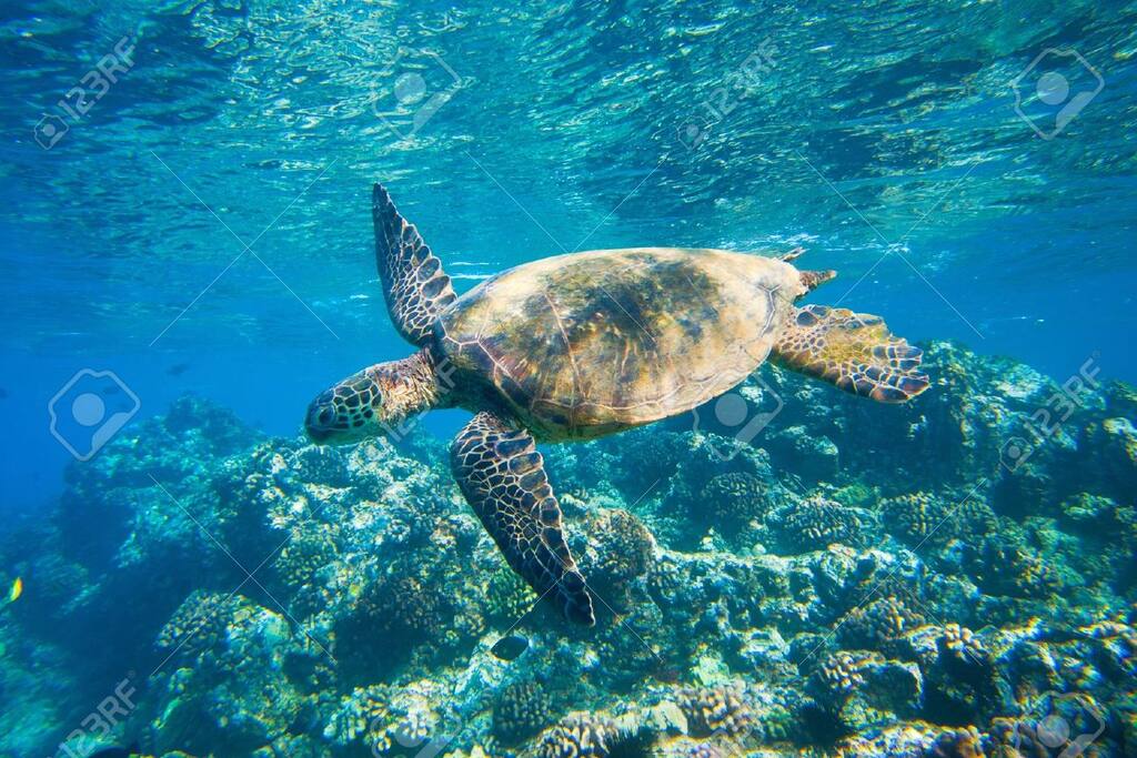 swimming turtle at Ho'okipa beach, a 4 min. drive