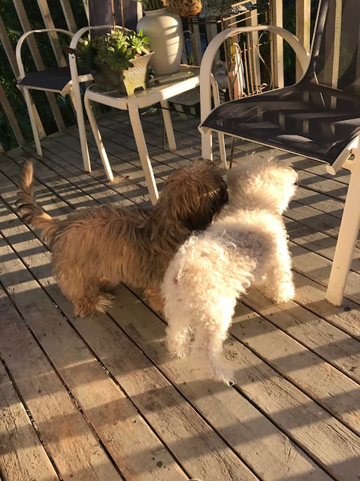 My two dogs, brown is Shih Tzu/ Cocker Spaniel (1 year old) stays in the house in the night in my bedroom. White is Maltese goes home with my daughter in the night (7 years old)
