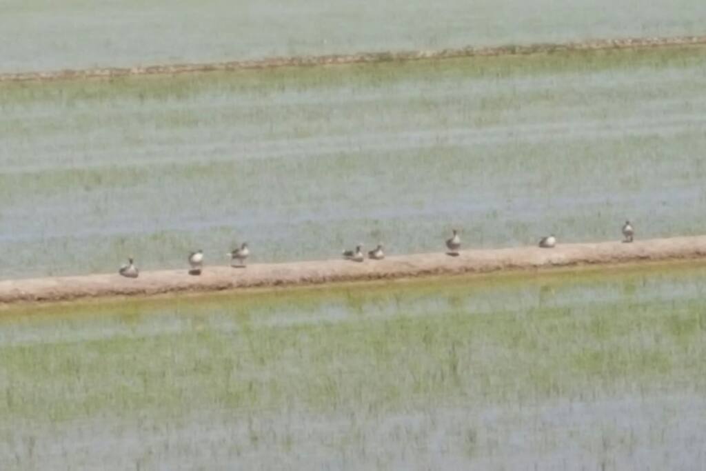 vista a los arrozales