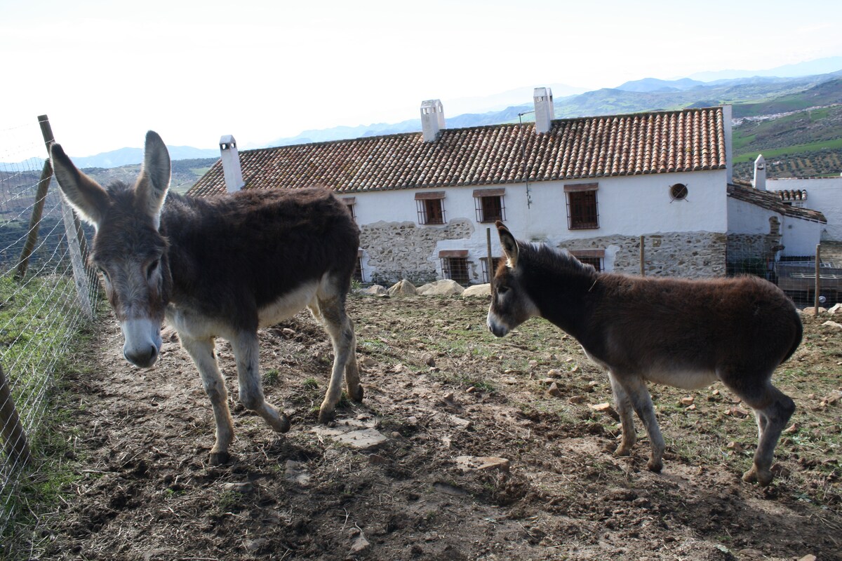Cortijo la Solana Andalucía Farmhouse with pool - Farm stays for Rent in  Málaga, Andalusia, Spain - Airbnb