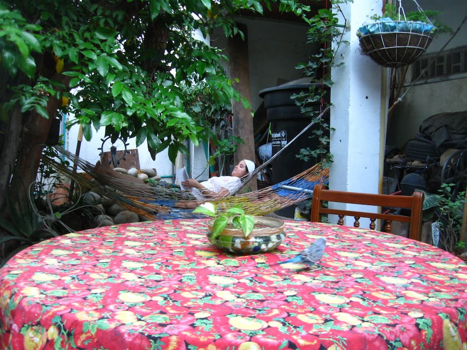 Zona de lectura o descanso en hamacas, a la sombra de un frondoso árbol de fruta estrella. o si prefiere compartir un café o un jugo natural en una mesa en el jardín, en la casa de los anfitriones.
