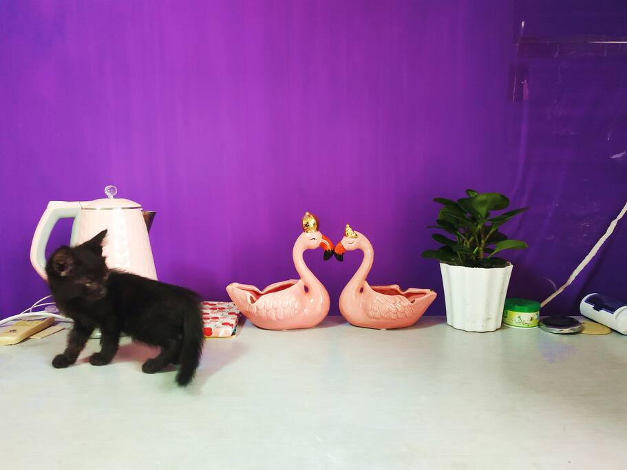 小猫