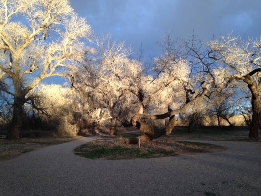 Surrounded by magically NM cottonwood trees