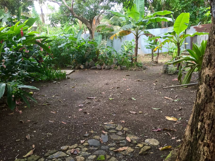 Tent space under a massive mango tree