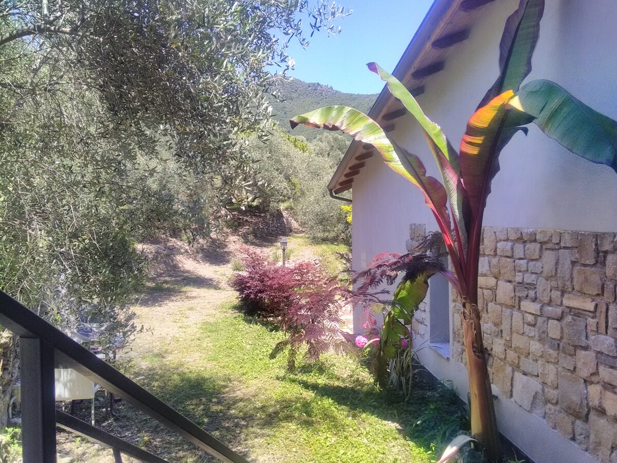 A pathway lined with greenery leads toward a building. Tall banana plants and shrubs in various colors provide vibrant accents to the natural landscape. Nearby olive trees contribute to the serene outdoor atmosphere.