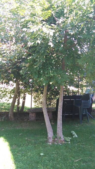 salon de jardin sous les arbres