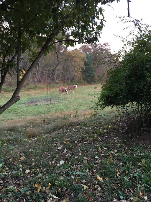 Belgian horses visiting for a meal