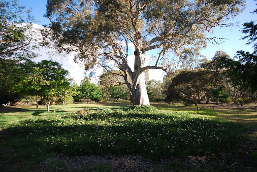 Beautiful Gumtree on our 50 acre property