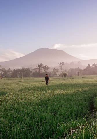 50 shades of green. Walk the rice fields of Bali.