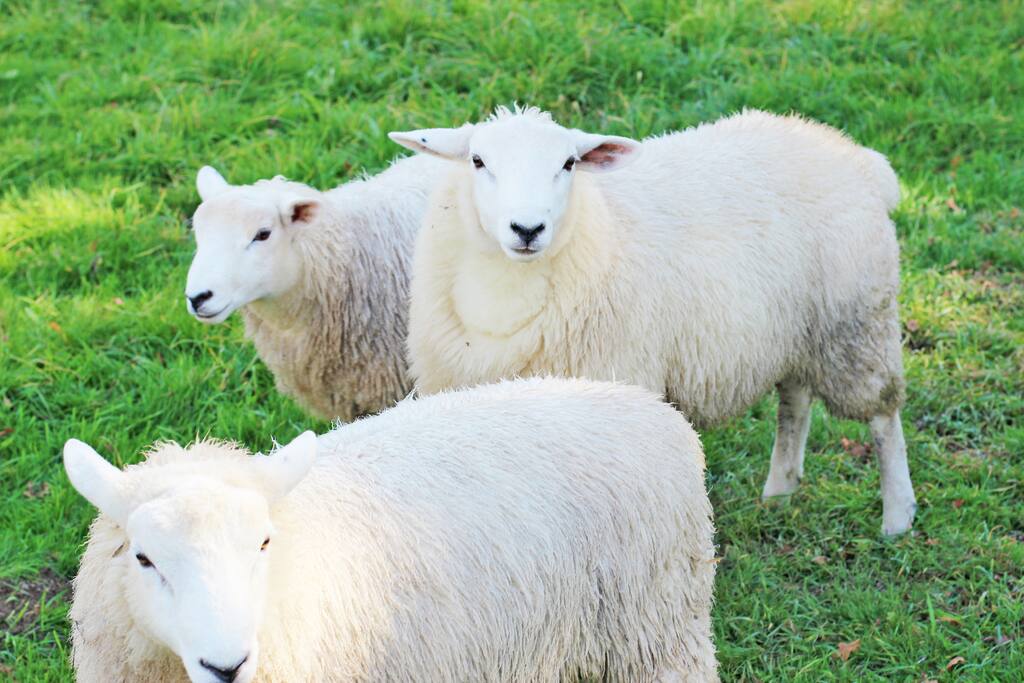 Our sheep can be quite friendly