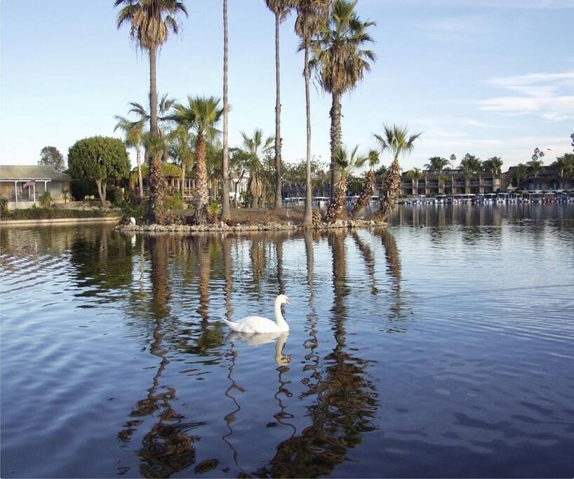 Trumpeter on the lake