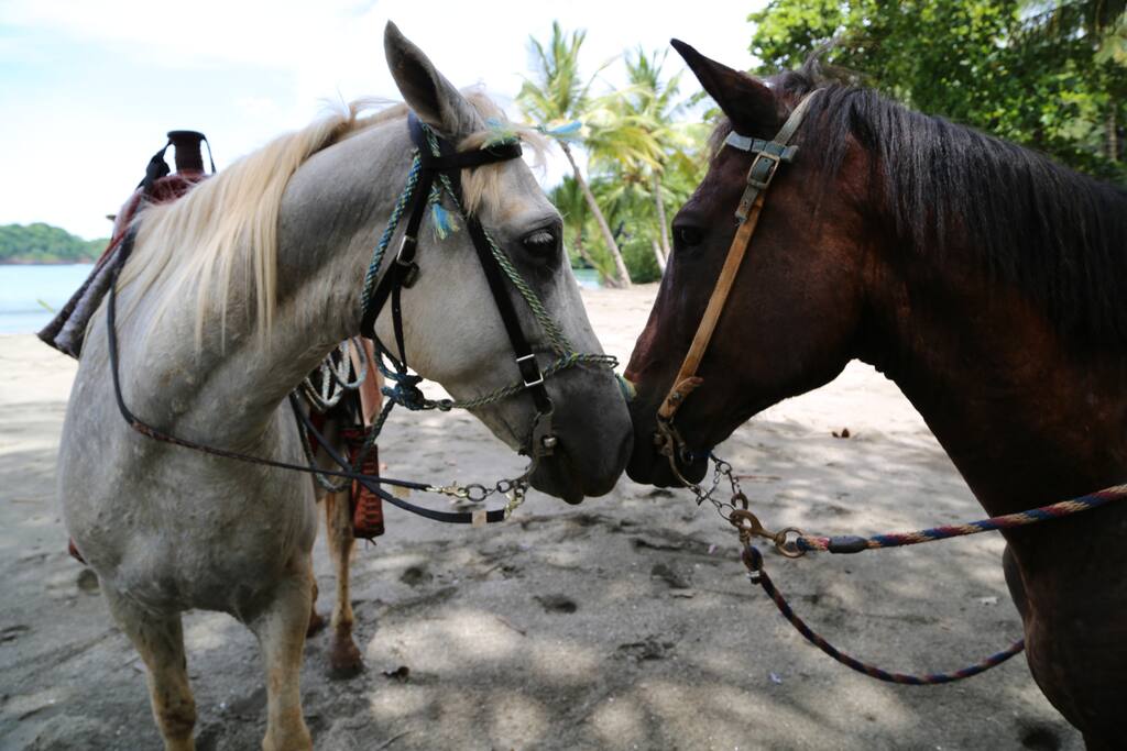 Come and thunder through the rolling surf on horseback,