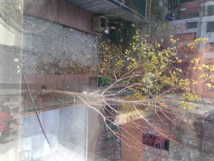View out the back window
