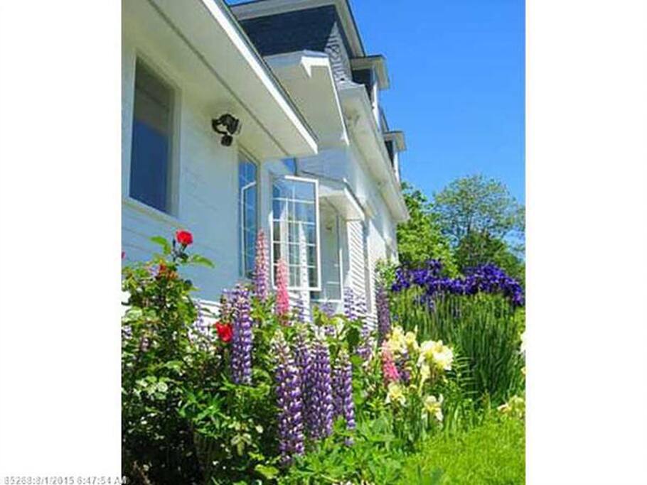 Beautiful annual flowers