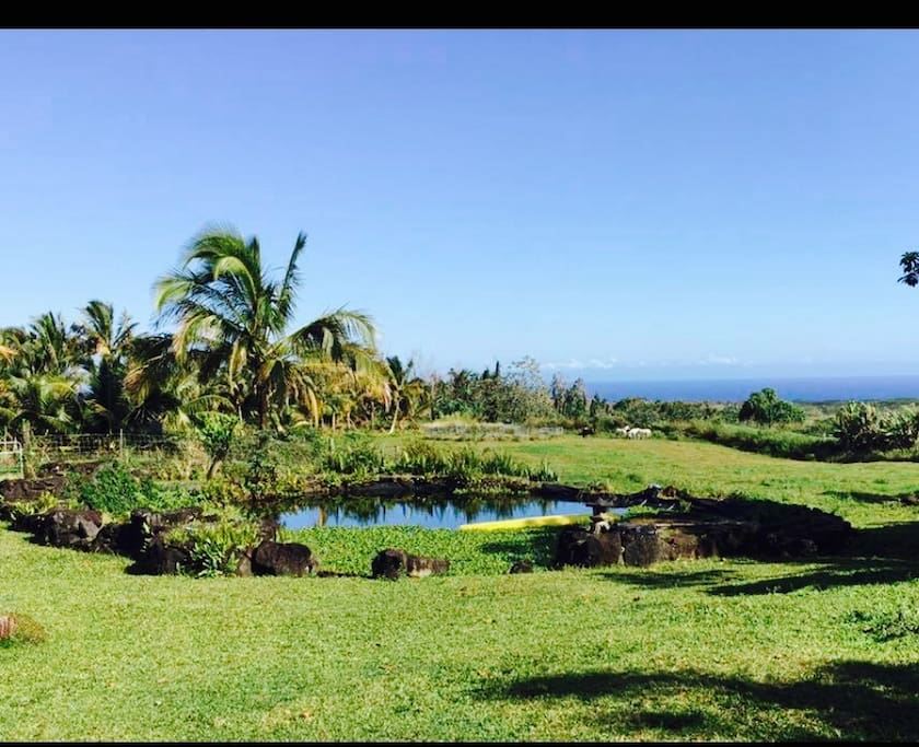 The front yard!