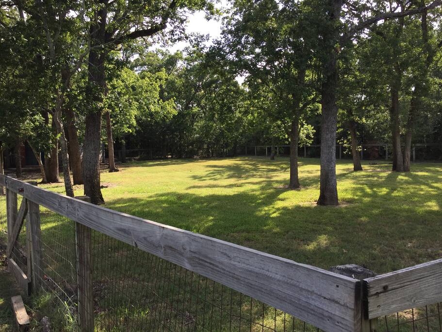 Back yard of 1 acre