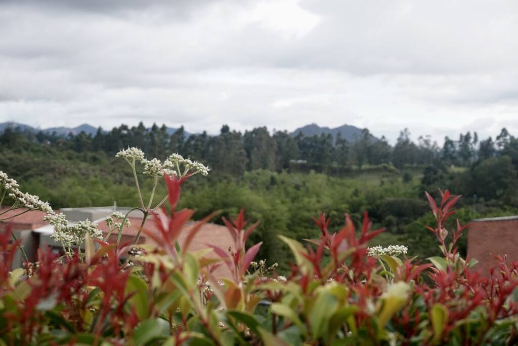 View from the location